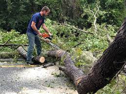 How Our Tree Care Process Works  in  Orange Lake, NY