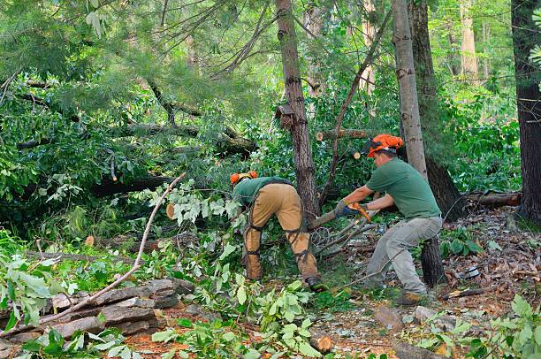 Best Tree Health Inspection  in Orange Lake, NY